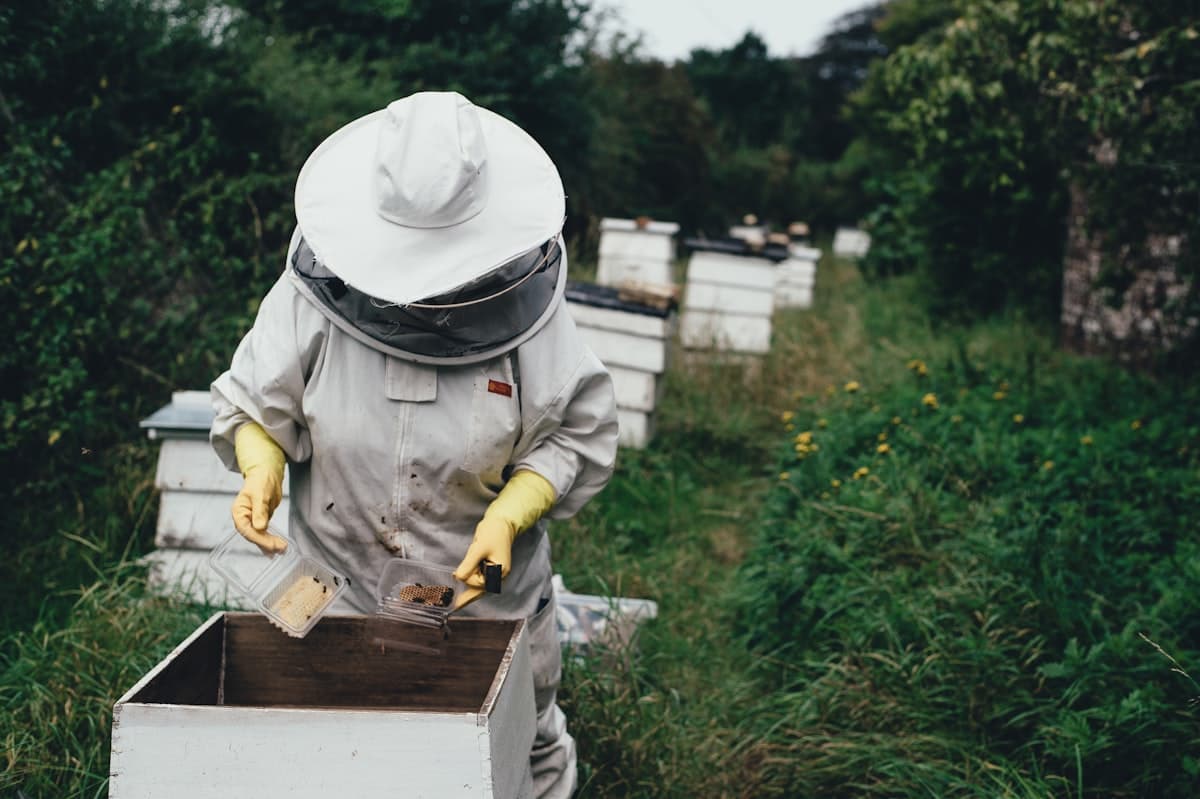 Beekeeper inspecting modern KTB hives in Eastern Province
